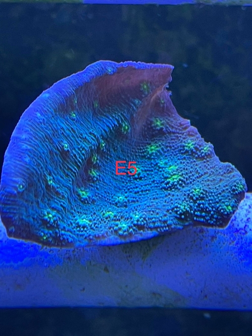 Echinopora, sps (E5)
